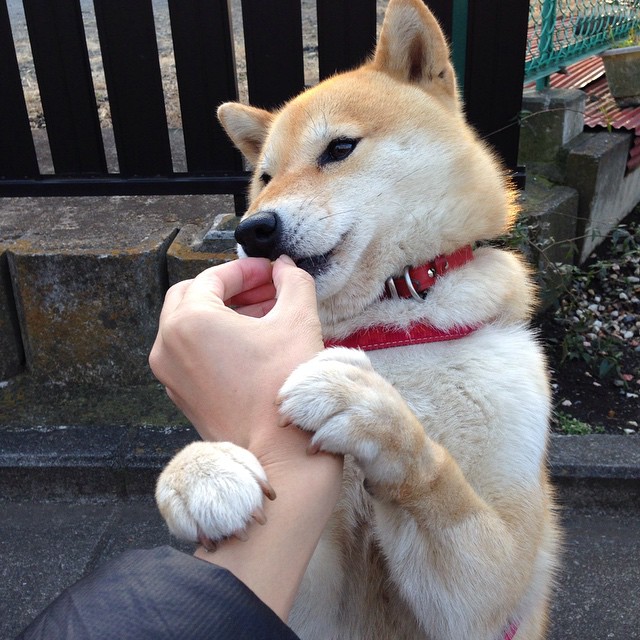 阿根廷马术协会与国际马术联合会合作，举办国际马术交流活动，促进技术交流。