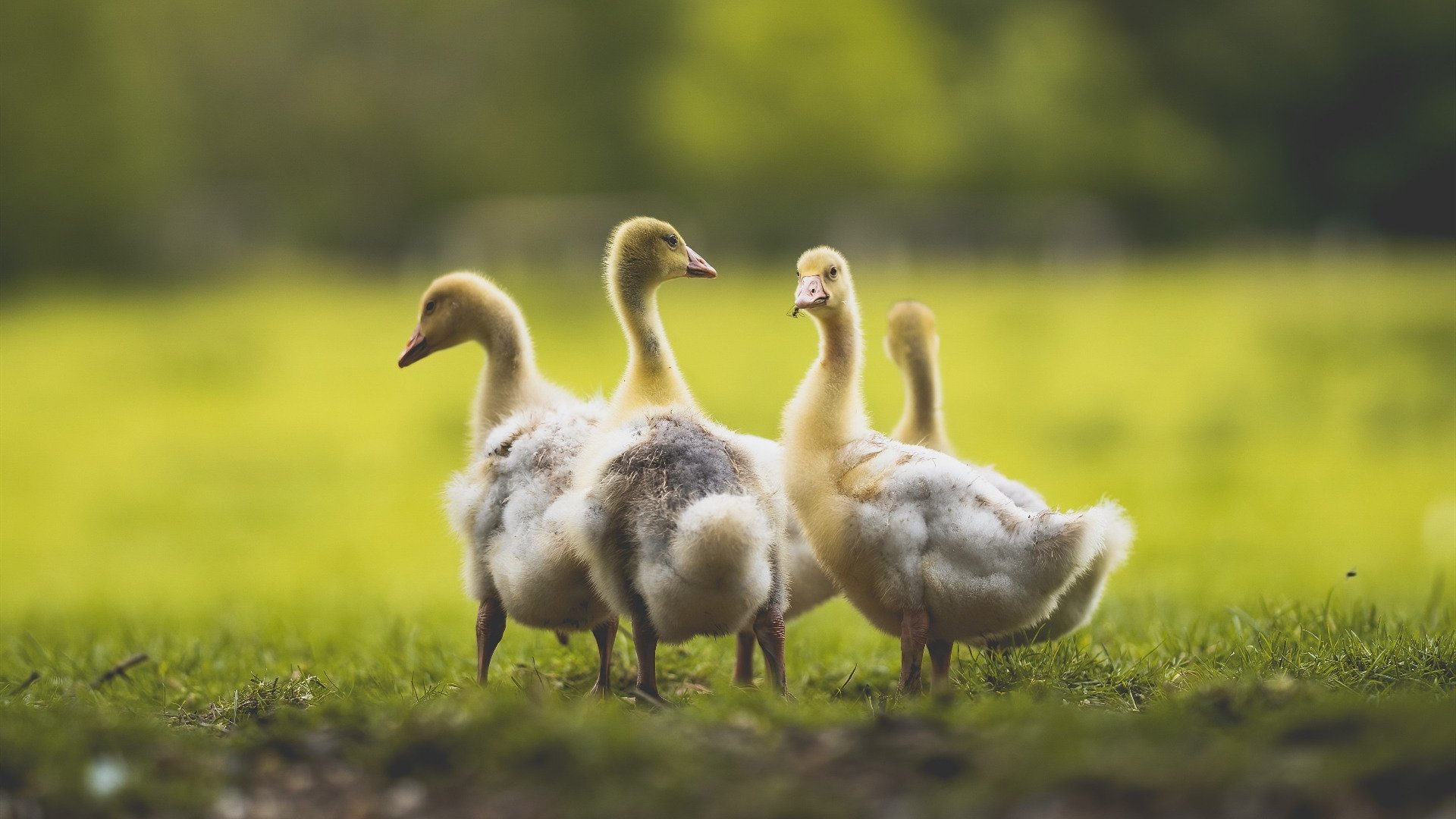 青少年足球杯：未来之星的闪耀舞台，2021年青少年足球联赛