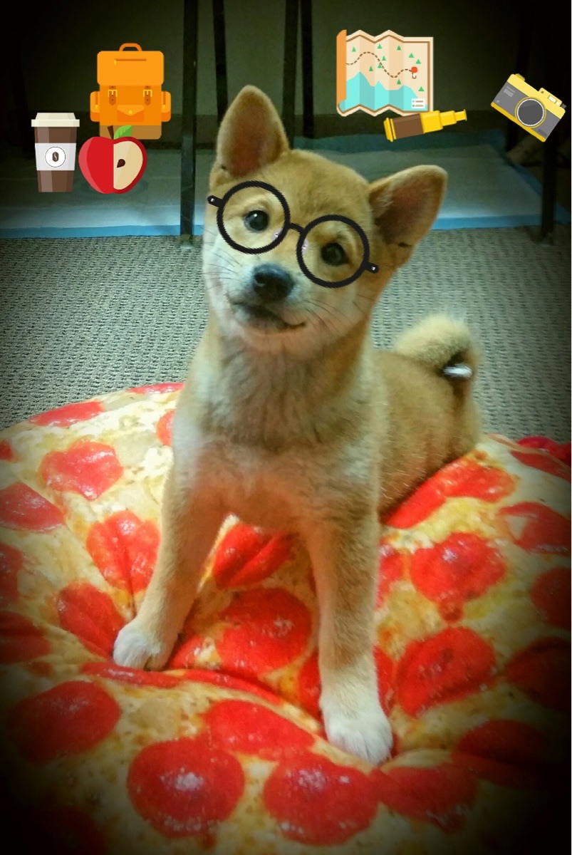 世界级球星备战国际篮球赛事决赛,国际篮联组织下的世界篮球锦标赛