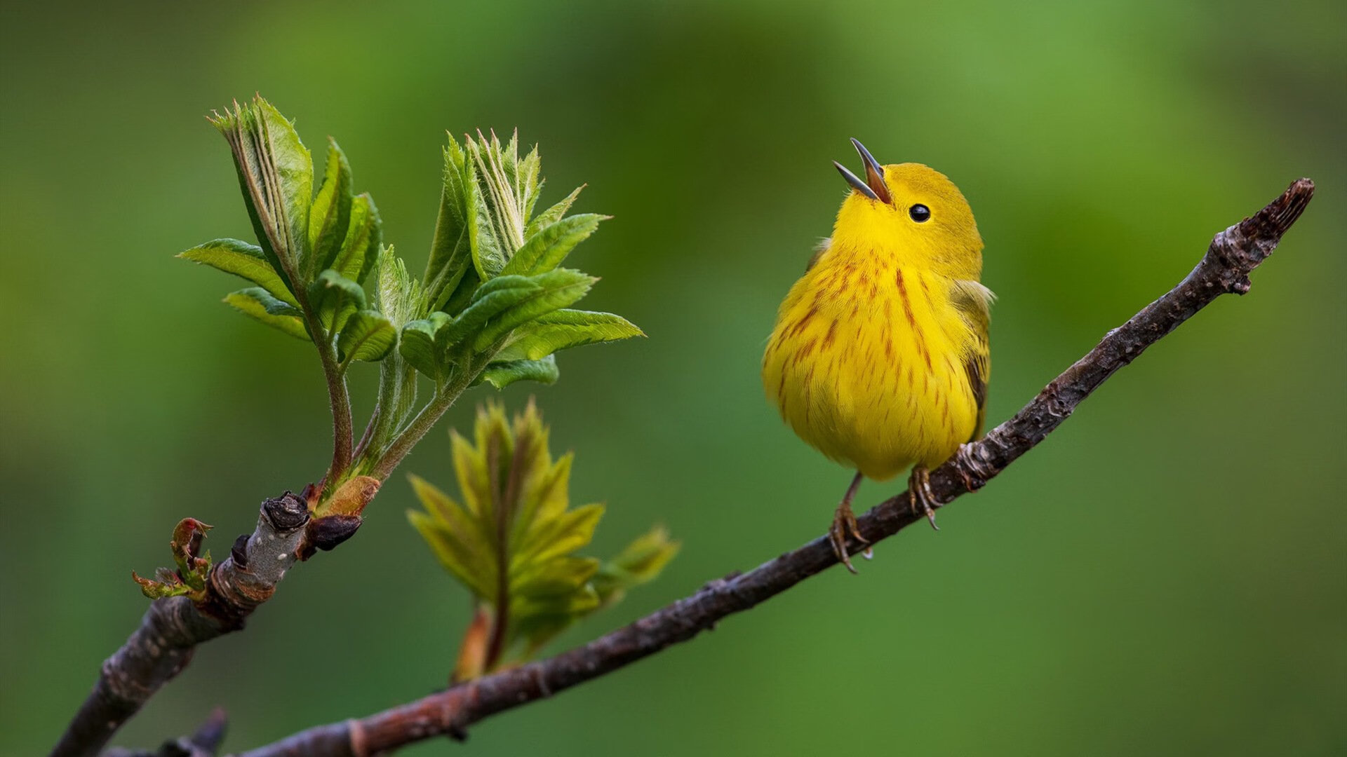 中国体操女团世锦赛再登顶,跳马表现完美,2021体操世锦赛女子跳马