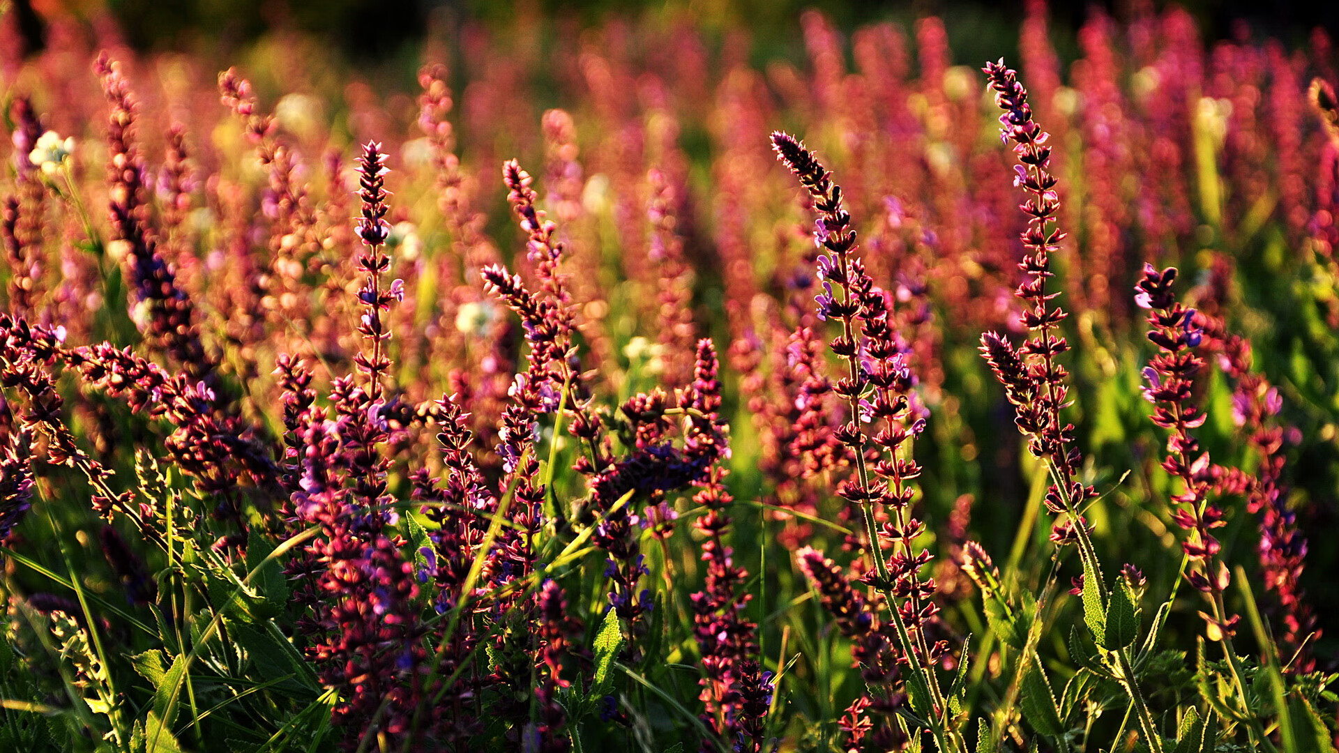 切尔西签下超级射手,引发英超球队恐慌,切尔西英超联赛