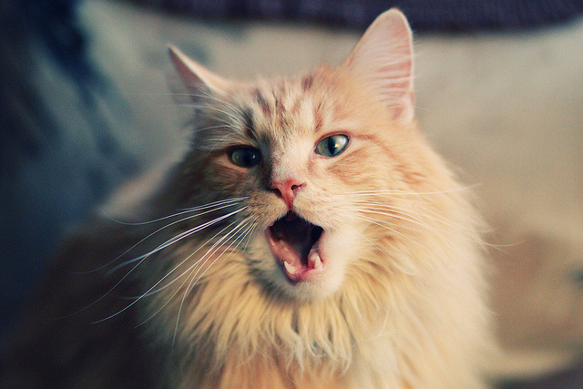 kaiyun官方网站-女足世界杯赛场设施升级，女足世界杯参赛队