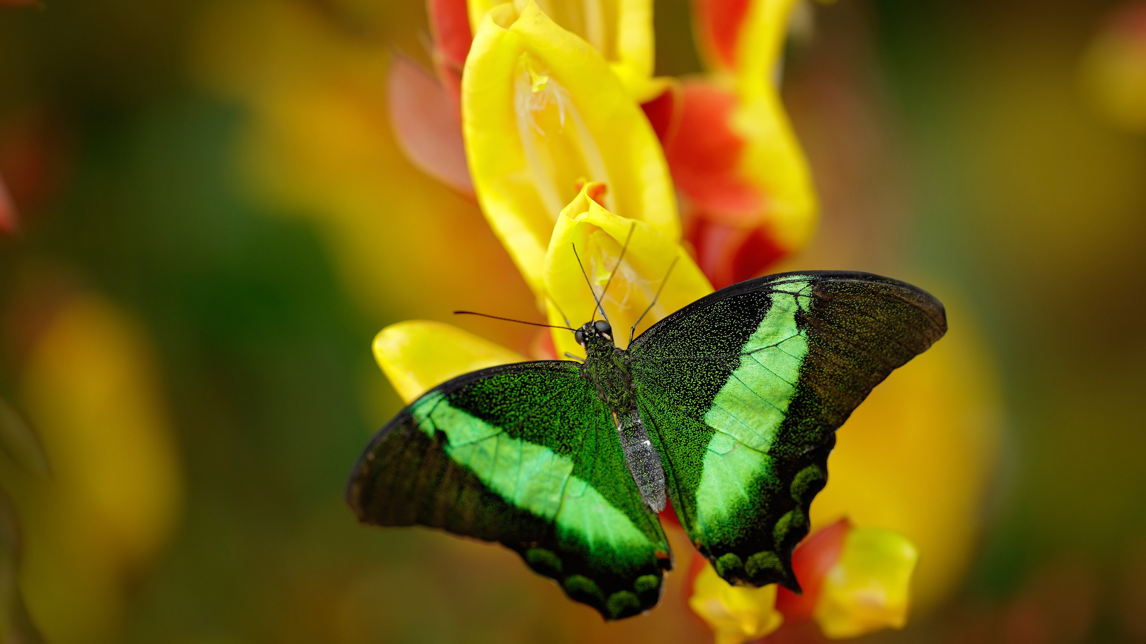 女足世界杯赛场设施升级,女足世界杯参赛队