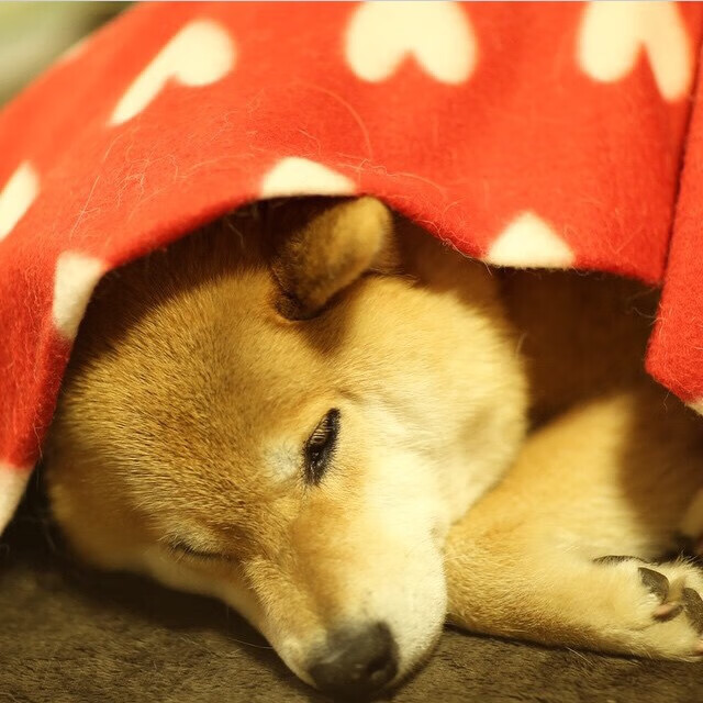 巴萨欧冠小组赛六战全胜晋级16强,巴萨欧冠八强战