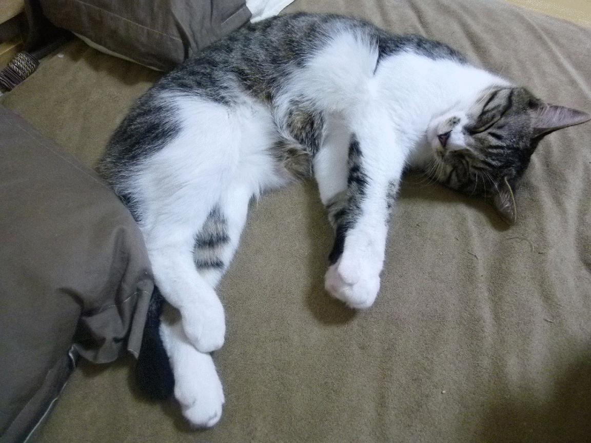 kaiyun中国官方网站-福建鲟龙赛季防守端数据创新高