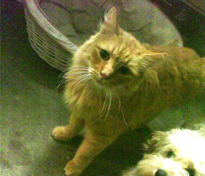 里昂战平巴黎,取得宝贵一分继续领跑积分榜,里昂1_0巴黎