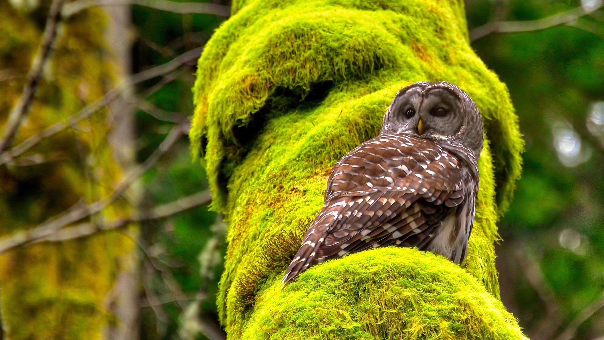 鹈鹕全队开火轻取公牛,鹈鹕对公牛2021.3.4