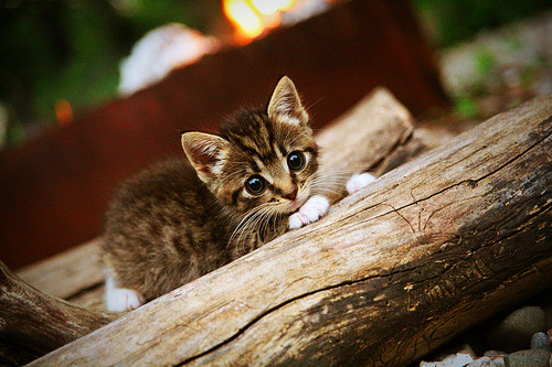 全国青少年花样轮滑花式表演在南京炫彩登场,2021年全国花样轮滑比赛