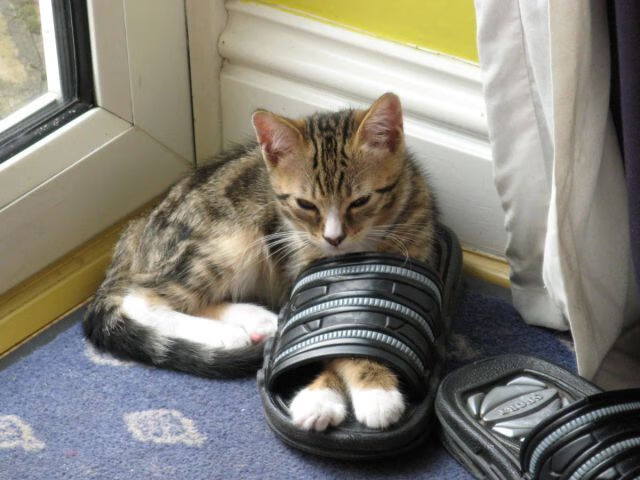 德甲球队在高强度对抗下体能衰减与技术失误关系研究,德甲身体对抗多吗