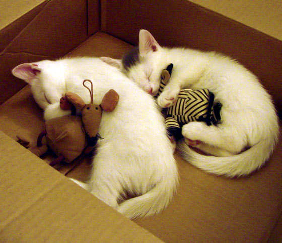 篮球专项技能训练课程设计及教学实施方案,篮球专项技术讲解