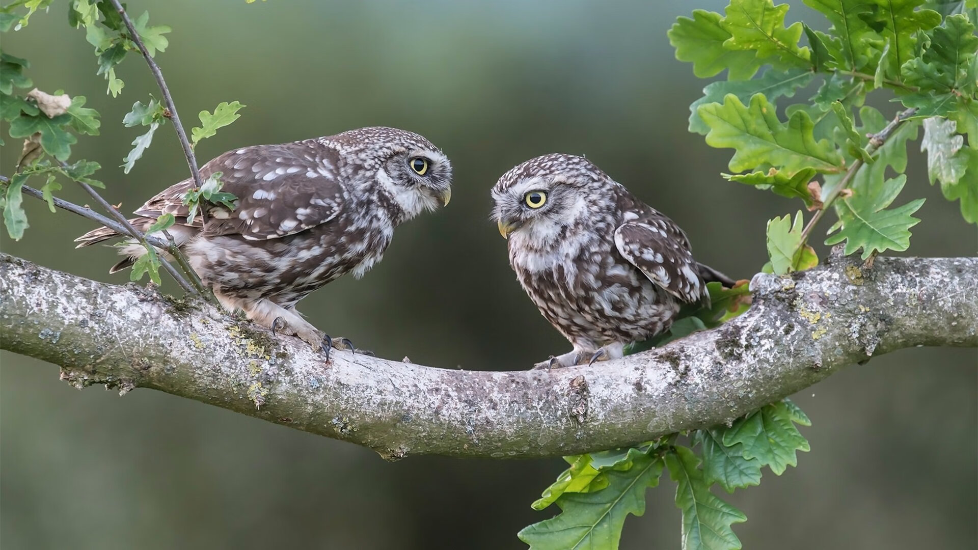 KAIYUN 中国大陆-中国女篮主教练谈球队打法演变，中国女篮的主教练怎么会断线