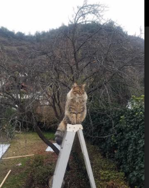 中国男篮积极备战国际赛事,中国男篮备战情况