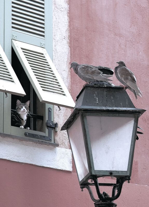 全国跳水精英赛小将频出佳绩,2021全国跳水锦标赛视频