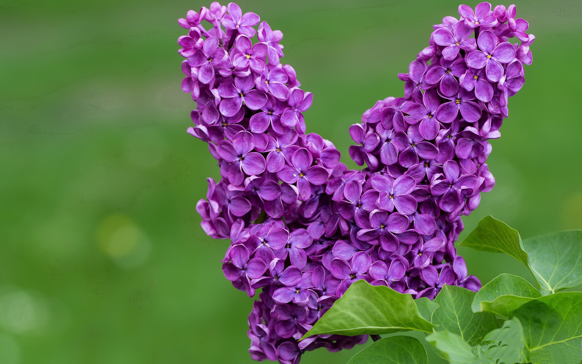 开云中国-杨瀚森场上阅读能力提升把握传球时机，杨翰简历