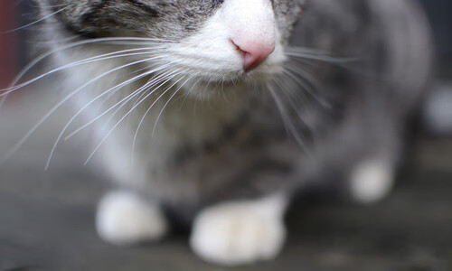 开云网页版-王者荣耀社区活动火爆玩家参与度创纪录，王者荣耀社群活动