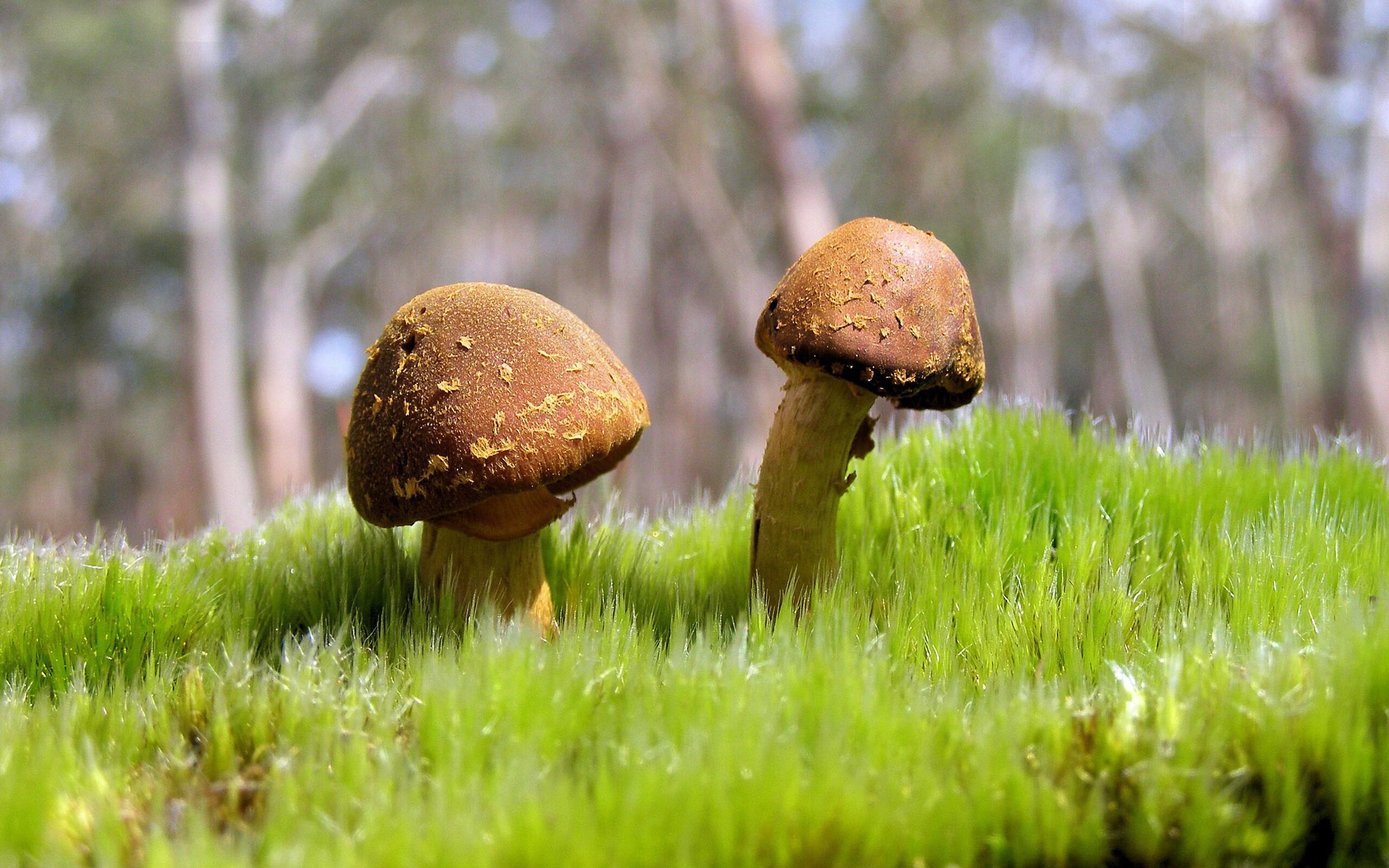 开云·体育官网-亚洲国家不断突破，冲击世界杯八强成为时代新趋势，世界杯2022亚洲预选赛八强