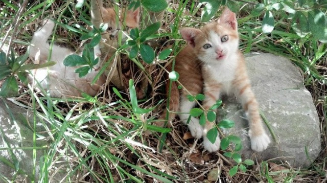 开云官方网页登录-乔治坦言球场沟通是决定比赛胜负关键