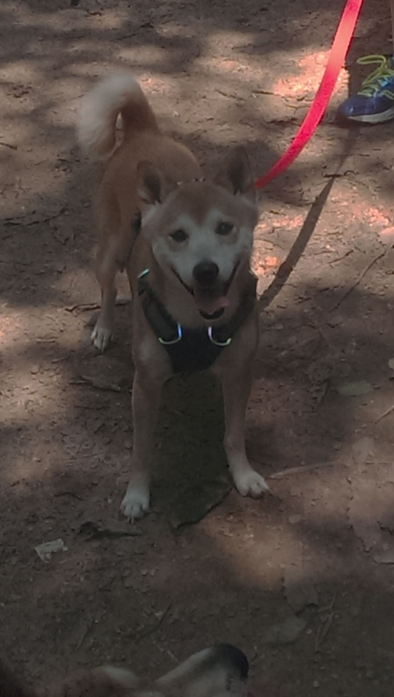 塞尔维亚男篮在欧洲预赛中奋勇追击,争取更高荣誉,塞尔维亚男篮12人大名单