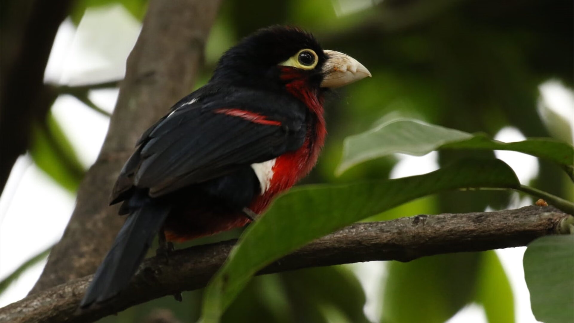 欧洲杯变阵奇迹:策划、调整中的精彩瞬间,欧洲杯阵出炉