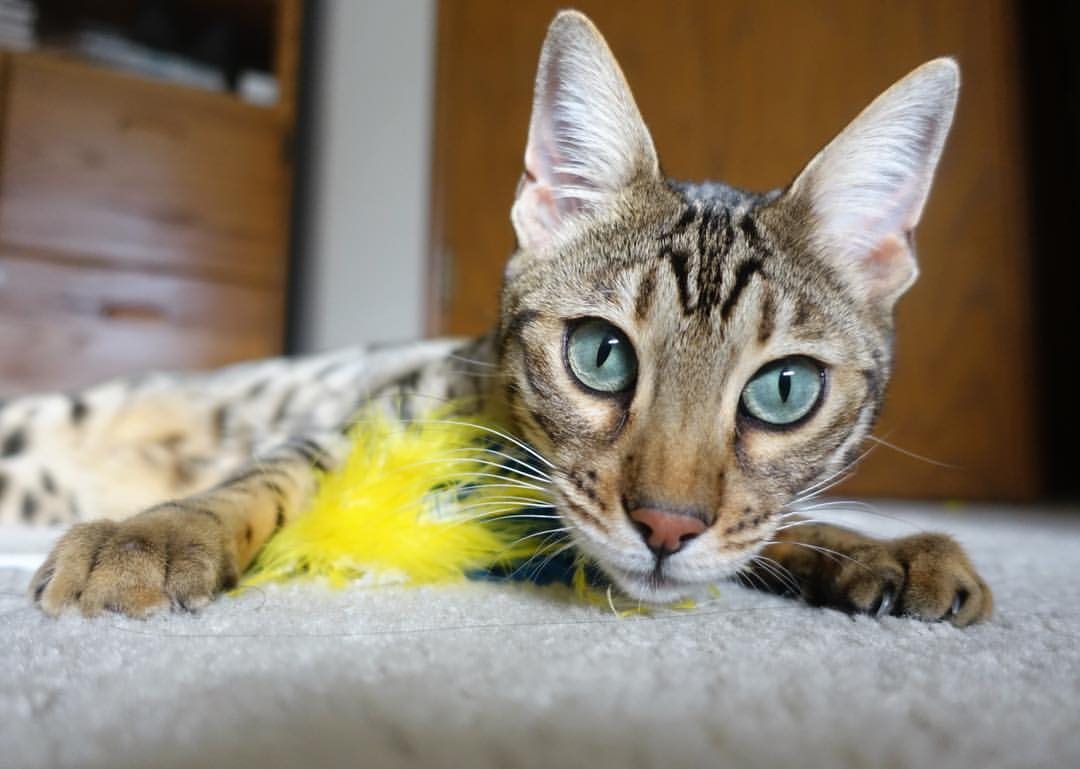 开云官方网站-爱尔兰女子橄榄球队商业化进程提速，爱尔兰橄榄球联盟