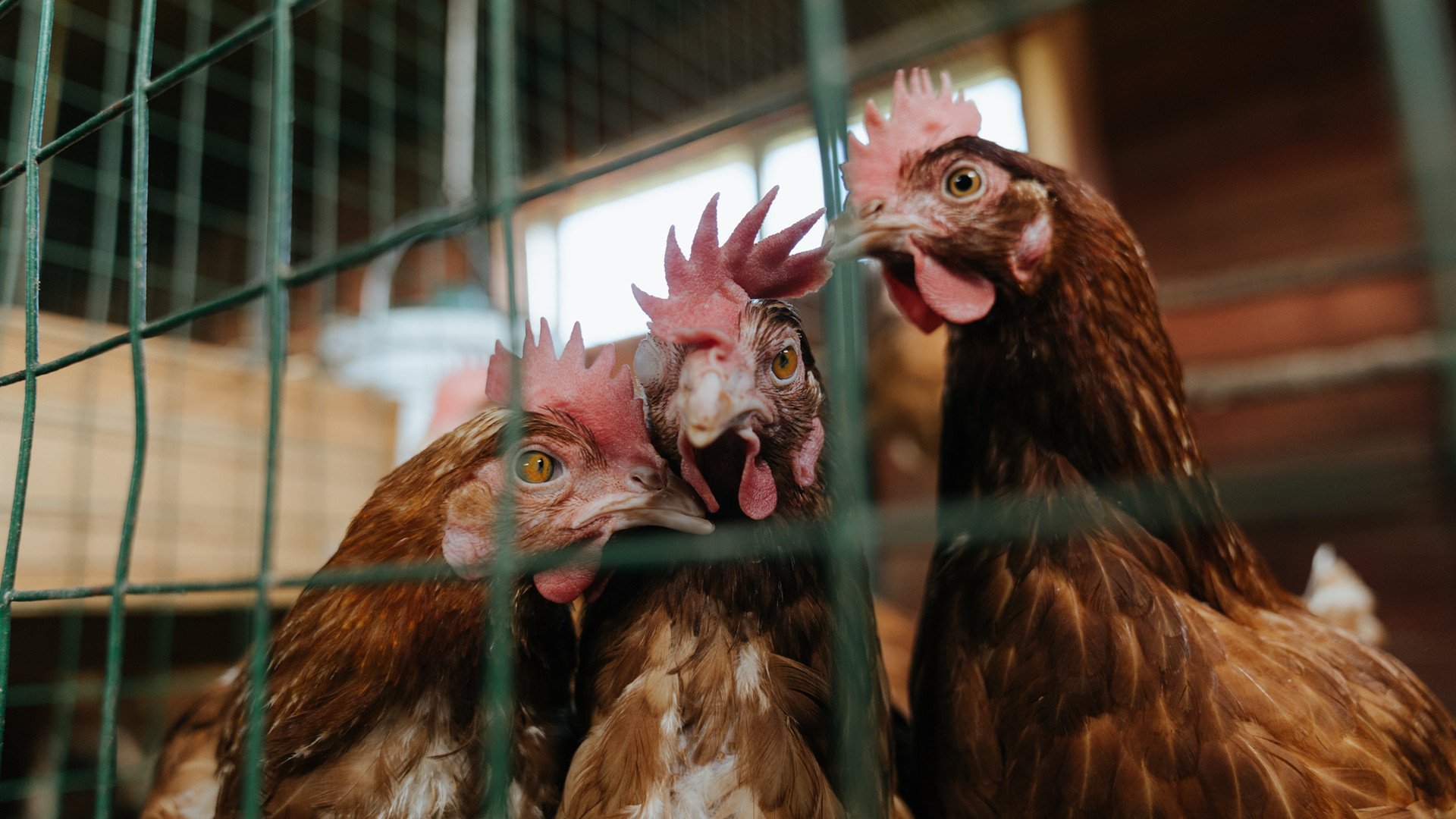 福特:全黑队的战术关键人物,攻防两端均能贡献巨大,福特黑武士汽车报价价格