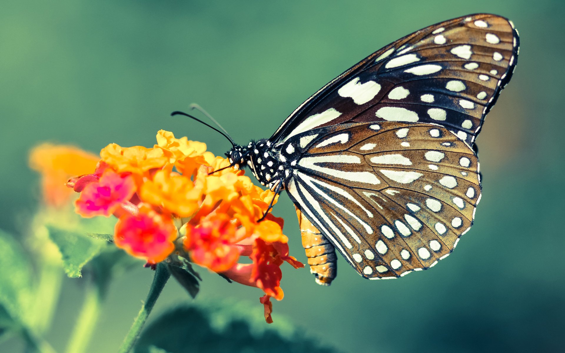 米切尔突破后跳投打成高难度进攻,米切尔怎么不上场