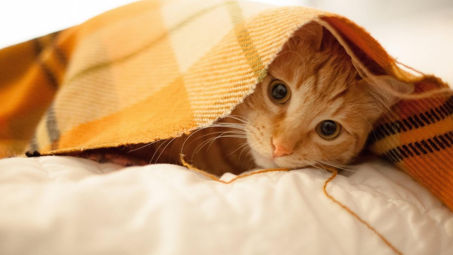 达米恩·麦肯齐：突破与传球如出一辙，他是全黑队不可或缺的进攻利器